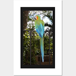 Harlequin Macaw Posters and Art